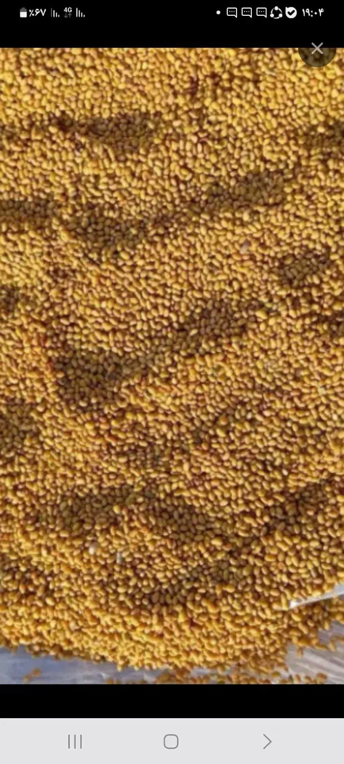 بذر یونجه درجه یک محصول خودمه ب|خدمات باغبانی و درختکاری|قزوین, |دیوار