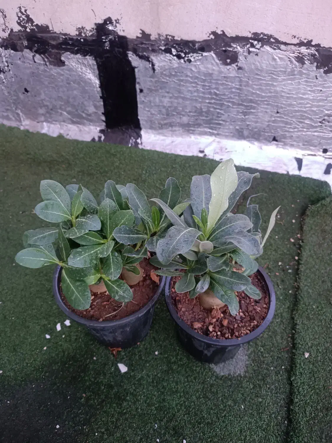 کاکتوس گل آپارتمانی بنسای ادنیوم سطل ۴ تنه دار|گل و گیاه طبیعی|تهران, مسعودیه|دیوار