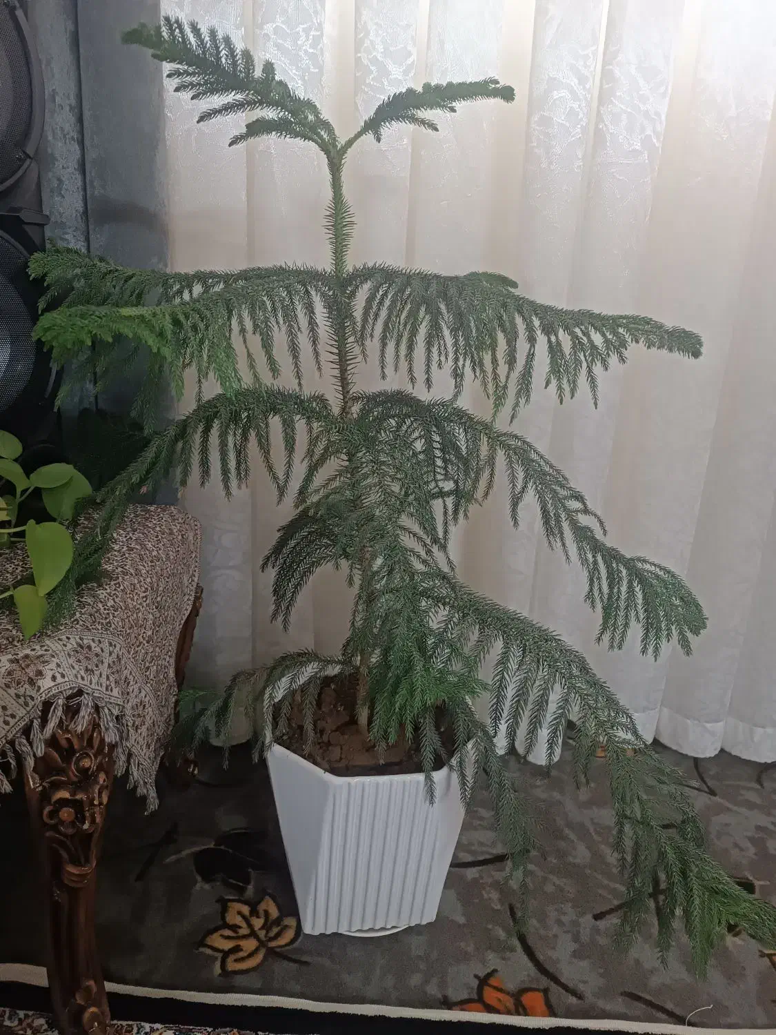 گل زیبا|گل و گیاه طبیعی|قم, محمد آباد|دیوار