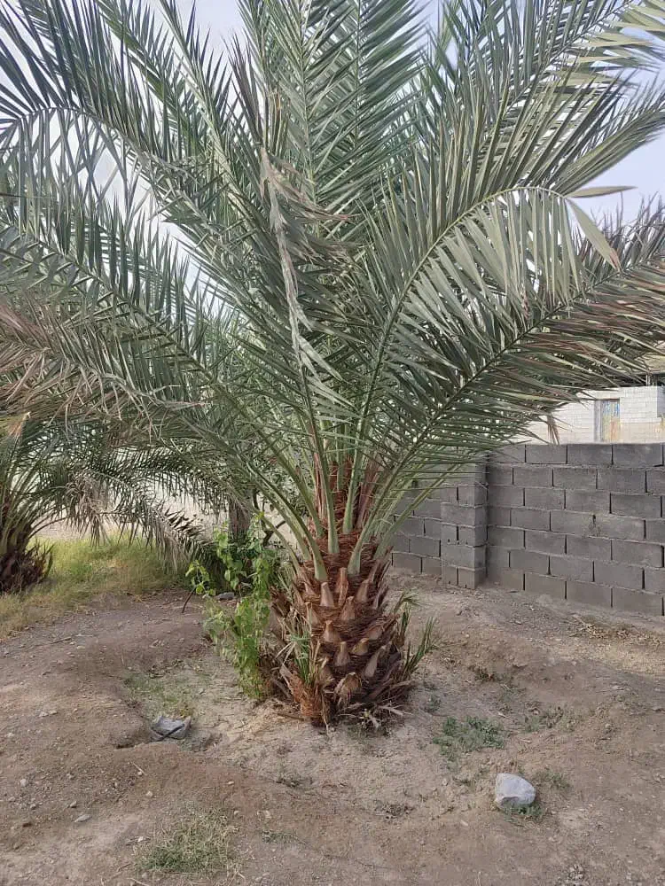 فوروش باغ پیارم|فروش دفتر صنعتی، کشاورزی، تجاری|حاجی آباد, |دیوار