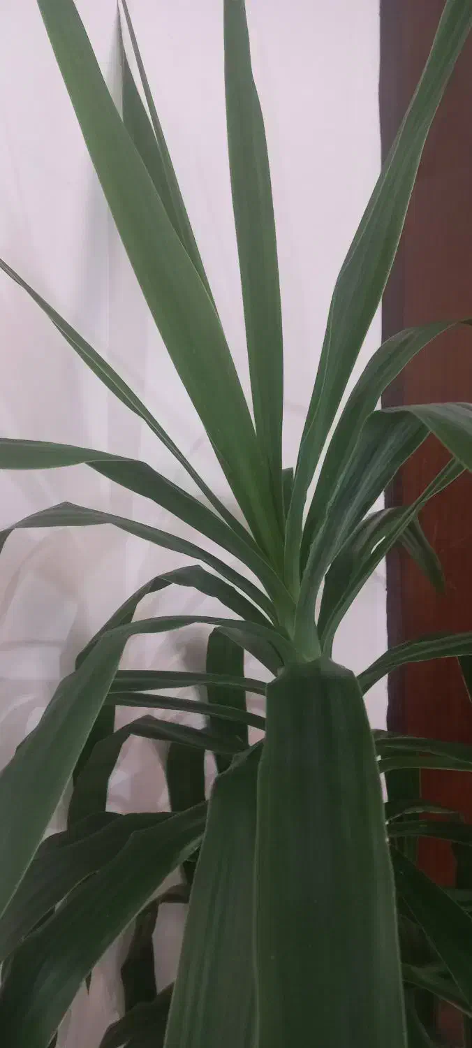 گل یوکا|گل و گیاه طبیعی|شهرکرد, |دیوار