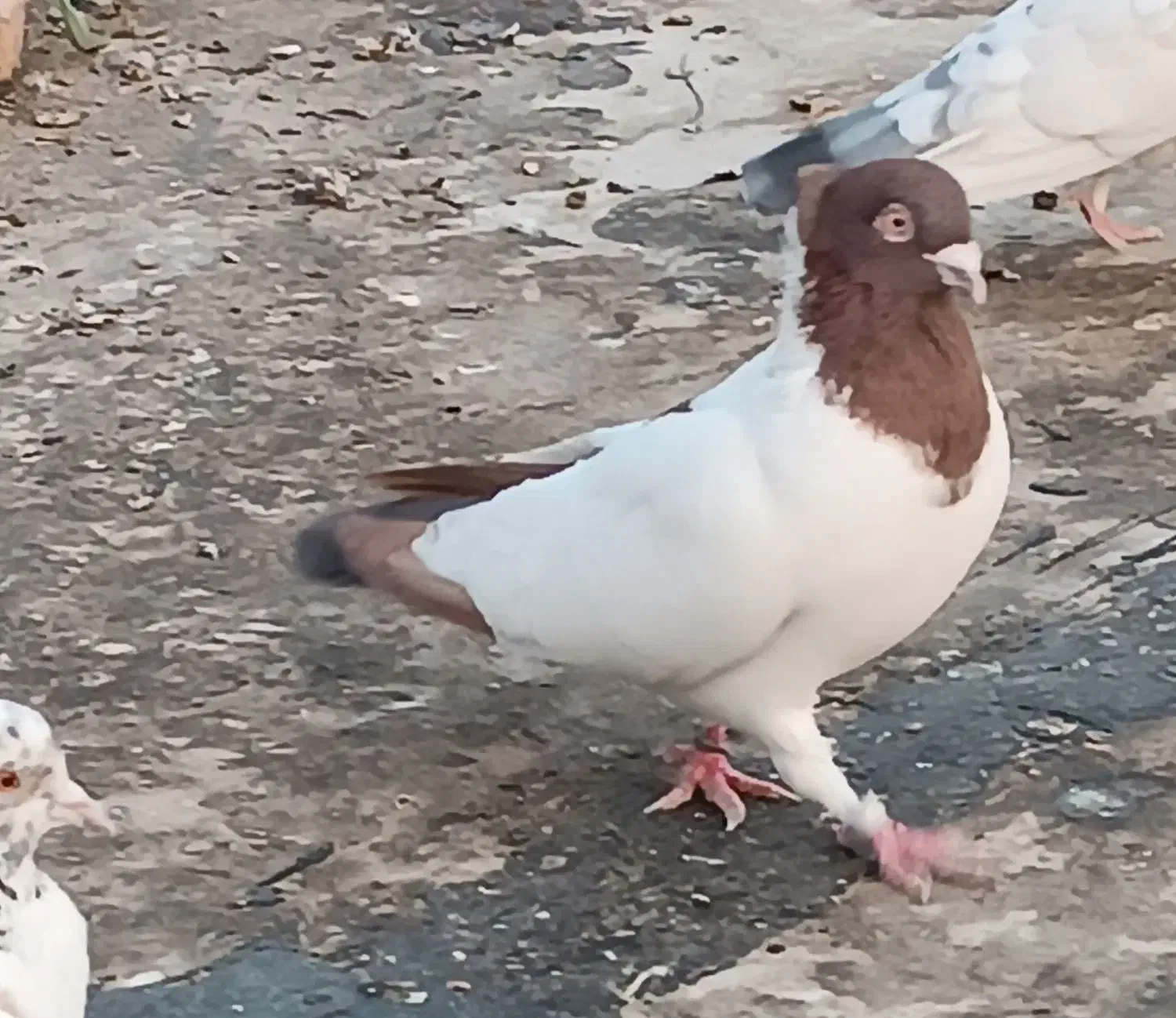 کبوتر تهرانی|پرنده|پاکدشت, پاکدشت (مامازند)|دیوار