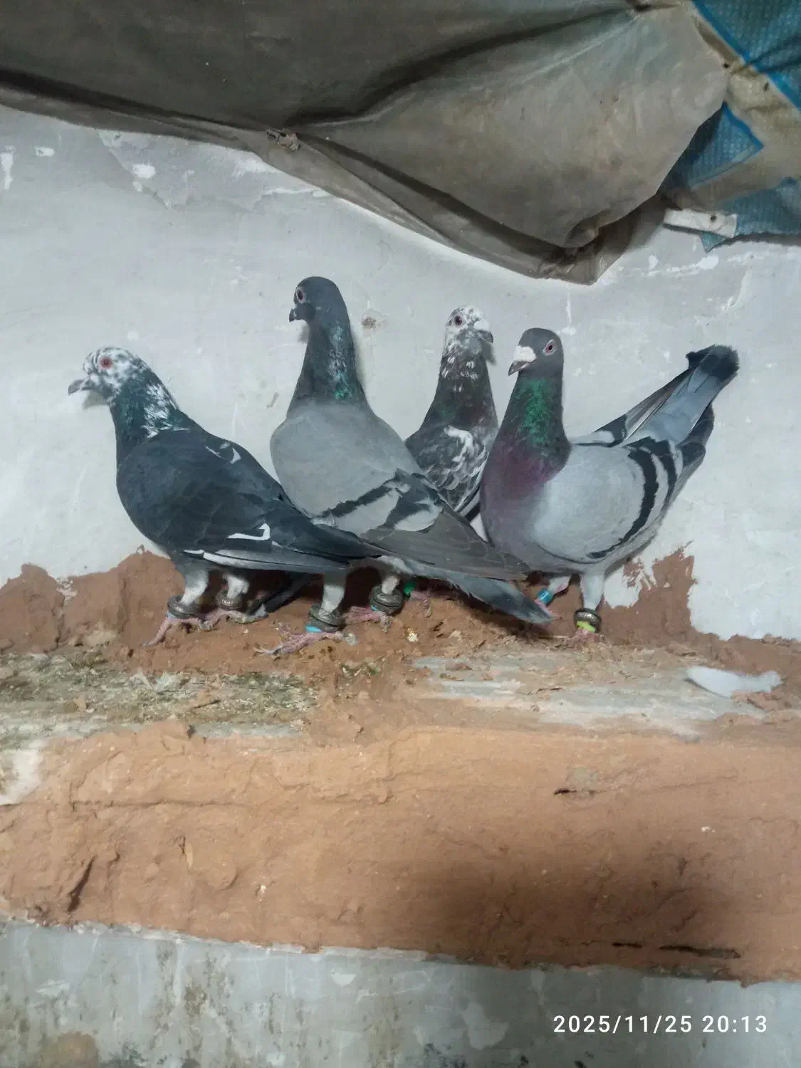 کفتر پرشی ضربه|پرنده|سبزوار, قصبه شرقی|دیوار