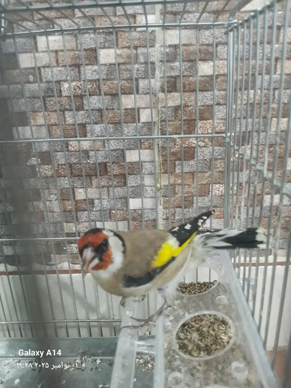 یک عدد سهره بسیار زیبا خوشکل قواره دار|پرنده|ملارد, |دیوار