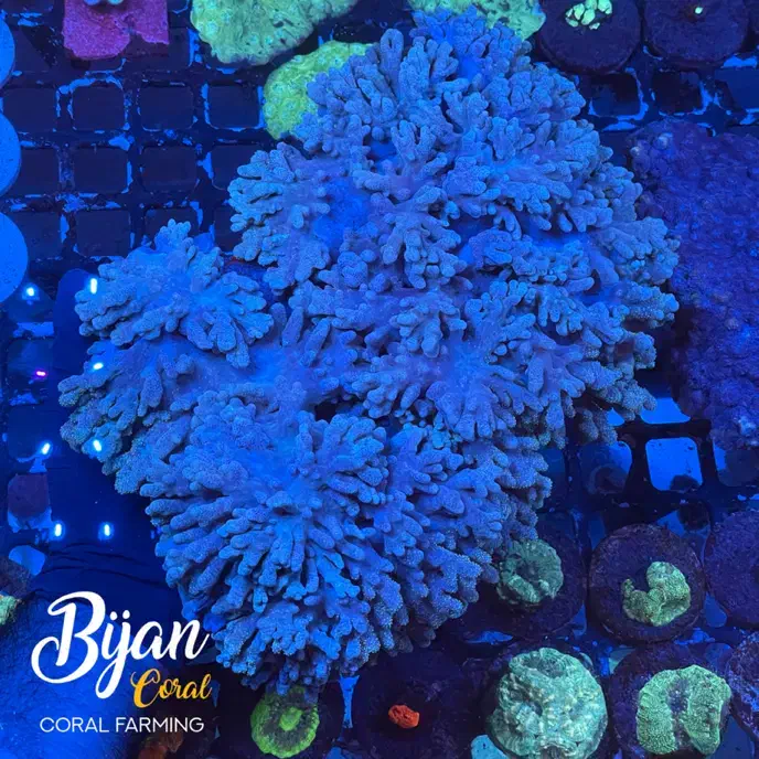 اکواریوم ماهی تجهیزات ابشور آب شور|ماهی|تهران, منیریه|دیوار