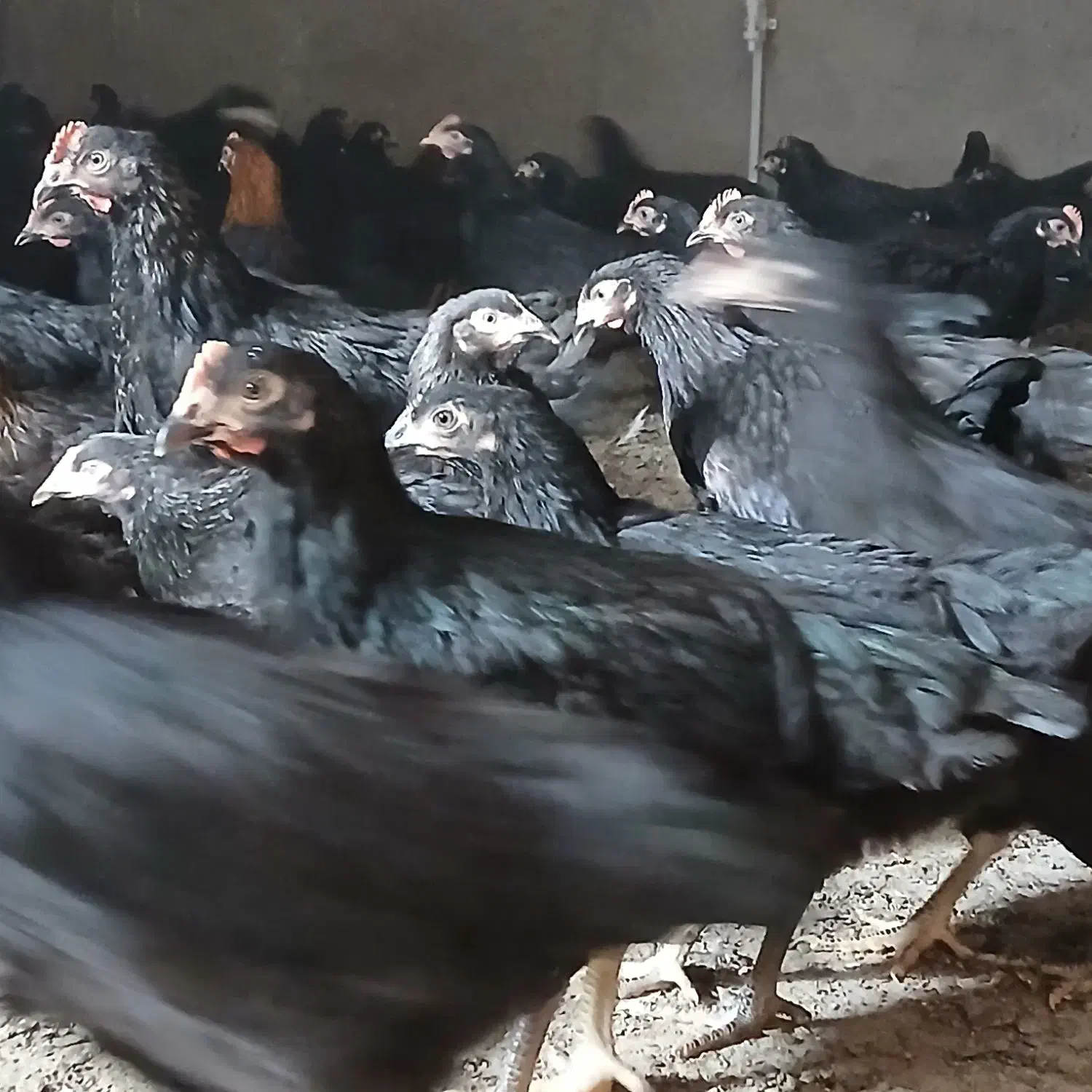 جوجه مرغ تاغچه|حیوانات مزرعه|مشهد, كنويست|دیوار