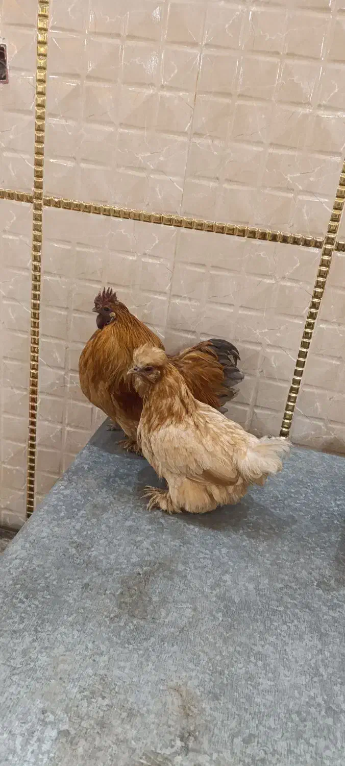 مرغ و خروس مولد کوشین|حیوانات مزرعه|شهریار, دهشاد بالا|دیوار