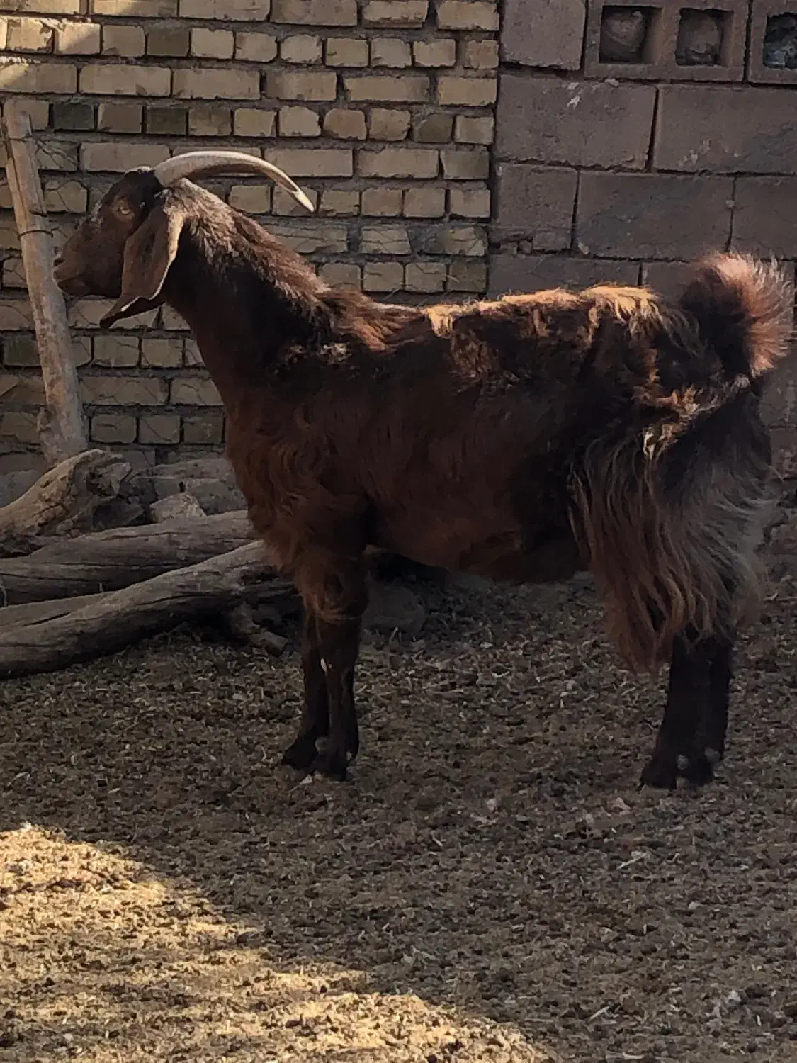 بز ومیش|حیوانات مزرعه|باخزر, |دیوار