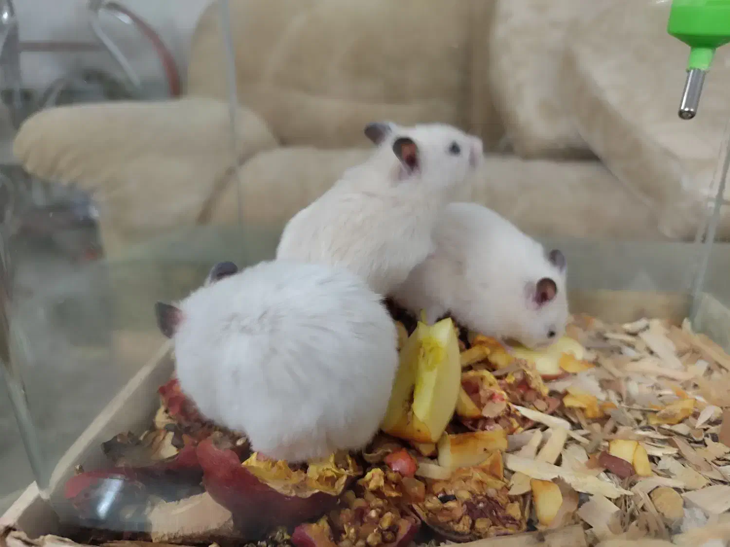 همستر اهلی و خونگی بازیگوش|موش و خرگوش|نیشابور, شهرک قدس|دیوار