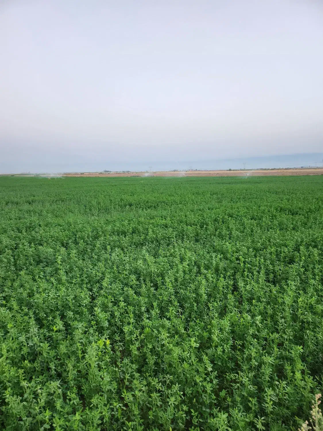 کاه یونج خشک و بدون علف|حیوانات مزرعه|شهرضا, |دیوار