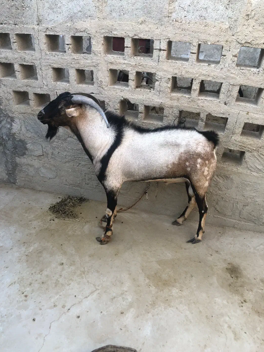 فروش نری دو رگه پازن|حیوانات مزرعه|بندرعباس, |دیوار