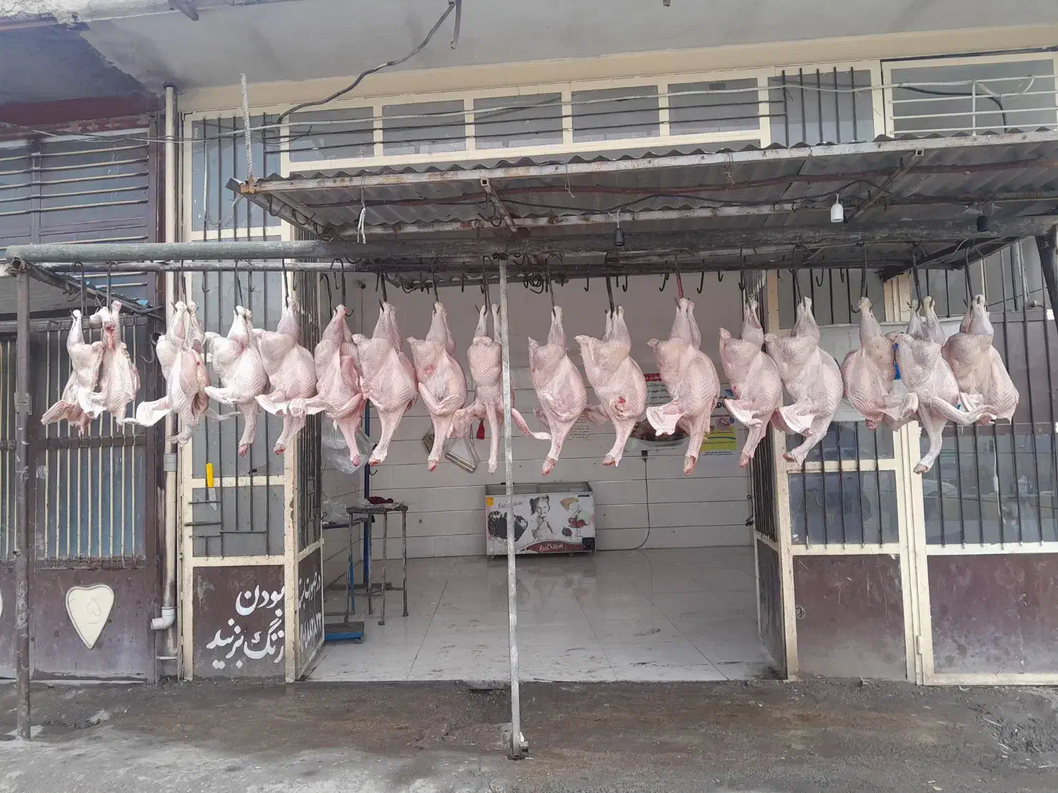 بوقلمون زنده وگوشت بوقلمون|حیوانات مزرعه|شباب, |دیوار