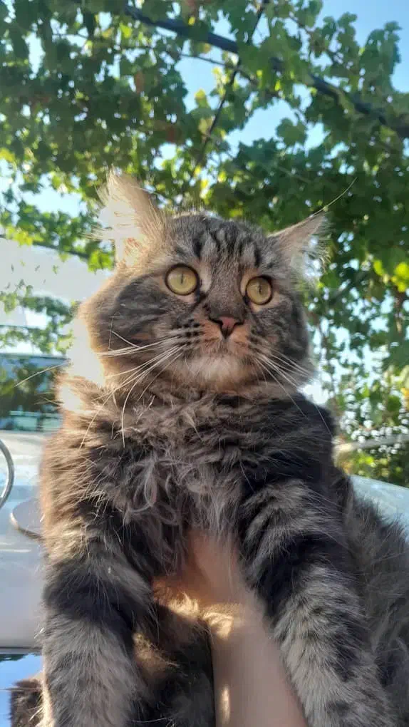 گربه گم شده|حیوانات|ارومیه, |دیوار