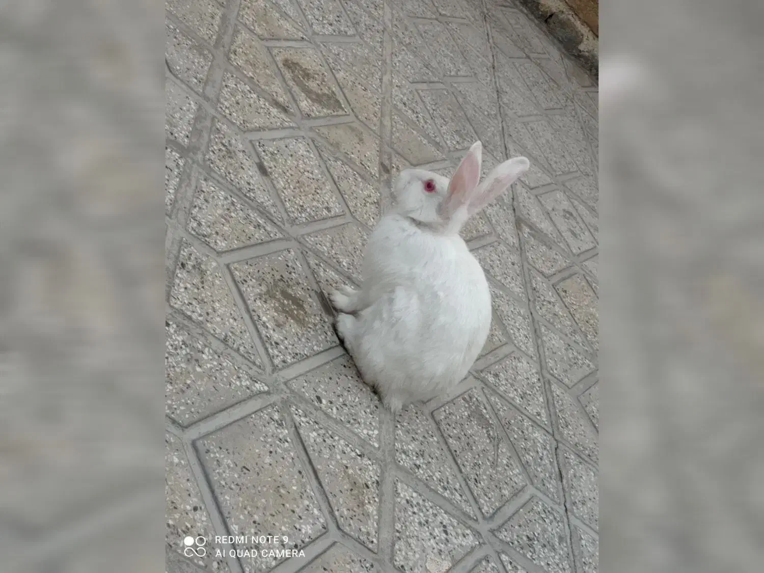 خرگوش|موش و خرگوش|بروجرد, |دیوار