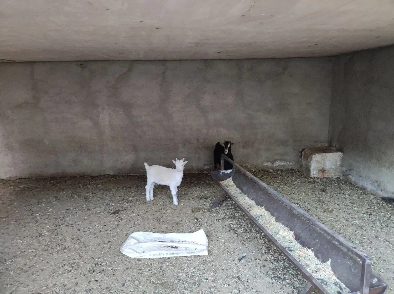 بره و برغاله|حیوانات مزرعه|پاکدشت, حصار امیر|دیوار