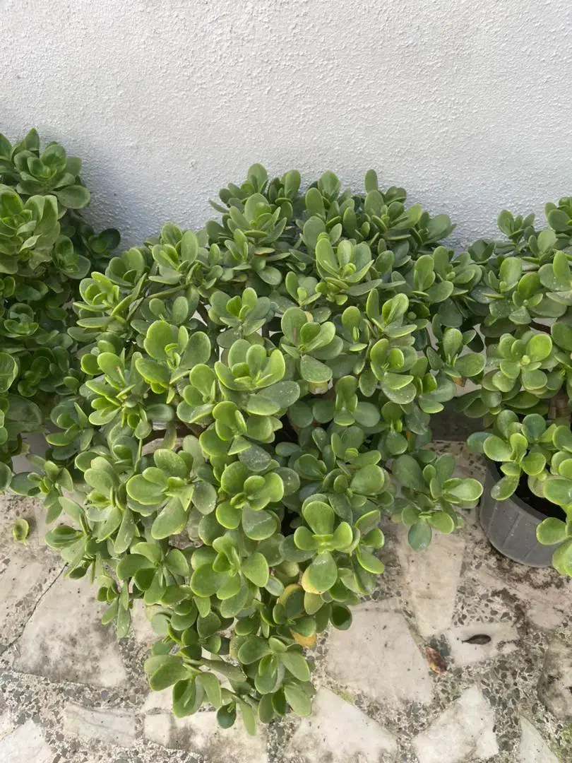 گلهای زیبا|گل و گیاه طبیعی|رشت, دیلمان|دیوار