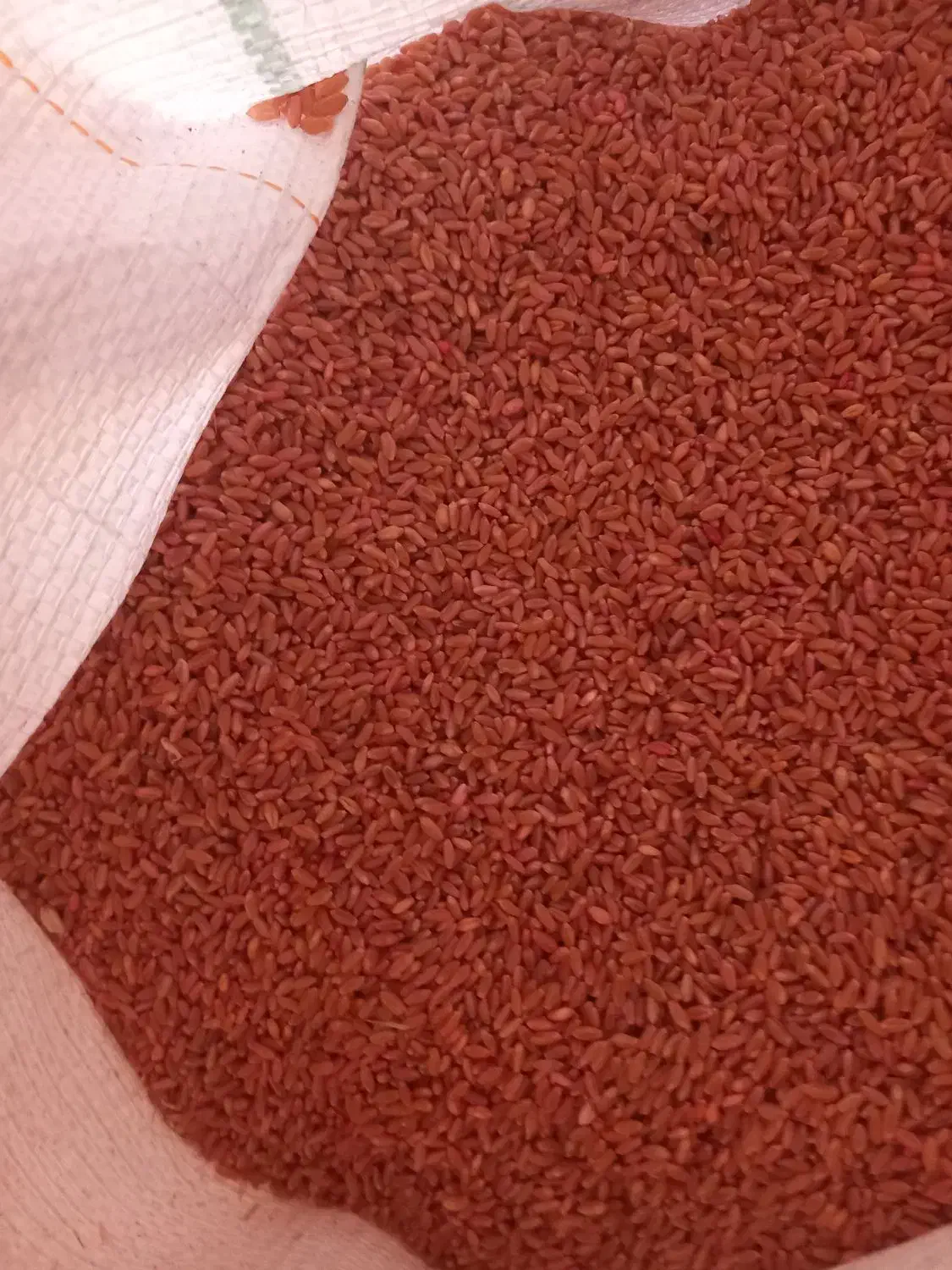 گندم|گل و گیاه طبیعی|ایوان, |دیوار