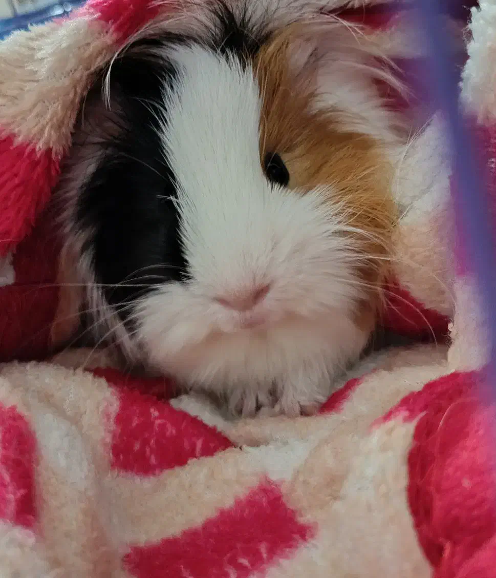 واگذاری خوکچه هندی|موش و خرگوش|اهواز, گلستان|دیوار