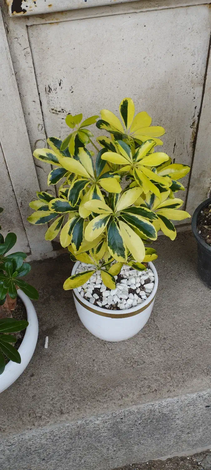 گل گیاه|خدمات باغبانی و درختکاری|نیشابور, پنجراه|دیوار