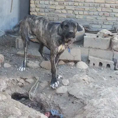 سگ نگهبان گوگولی|سگ|تربت جام, شاهد|دیوار