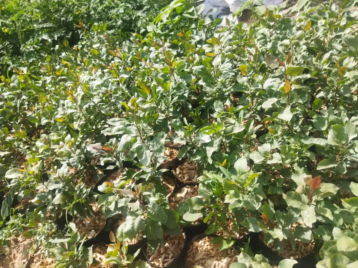 نهال پسته 1 ساله و 2 ساله|گل و گیاه طبیعی|شاهرود, |دیوار