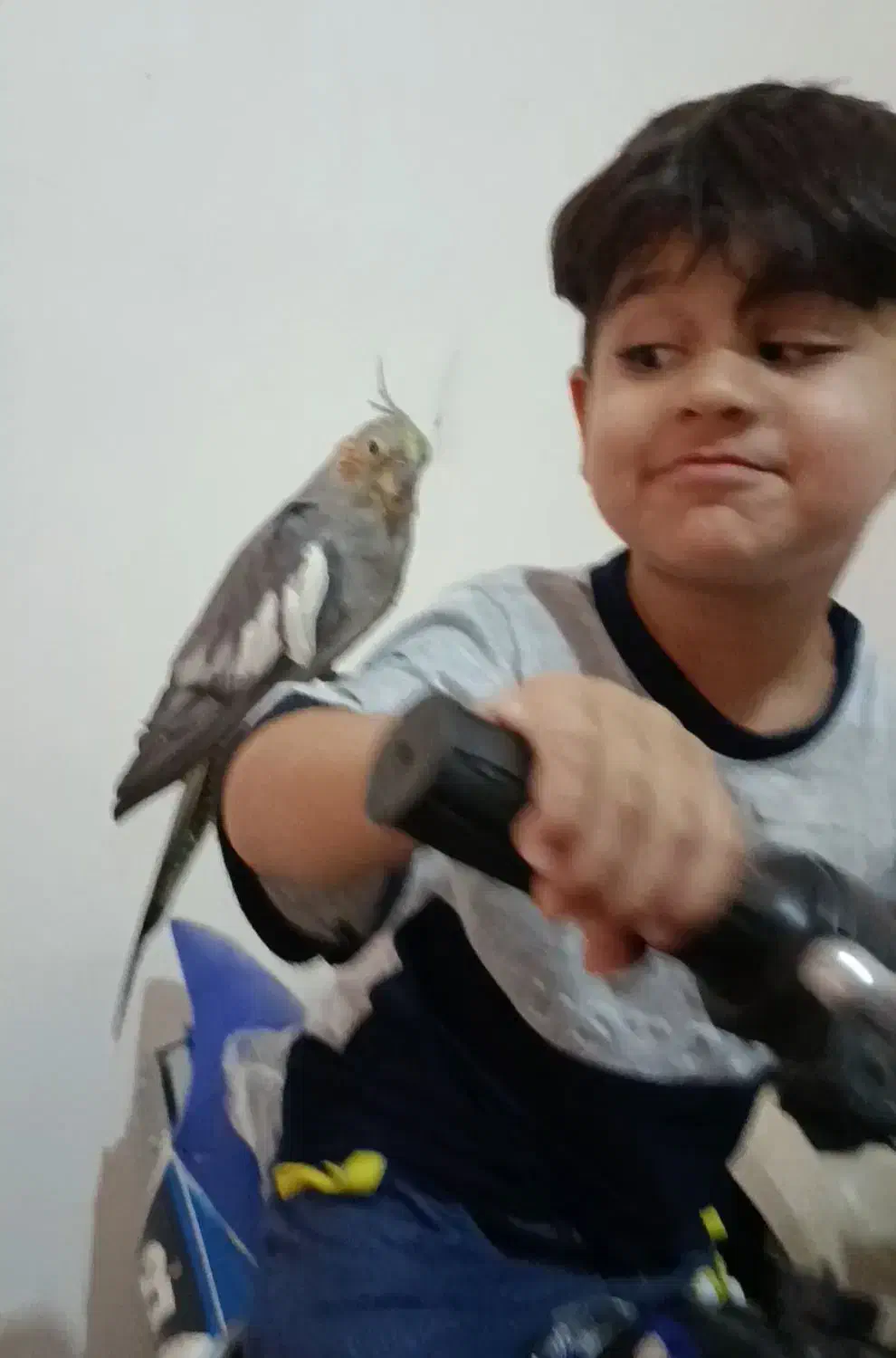 عروس هلندی|پرنده|صدرا-فارس, فاز ۱|دیوار