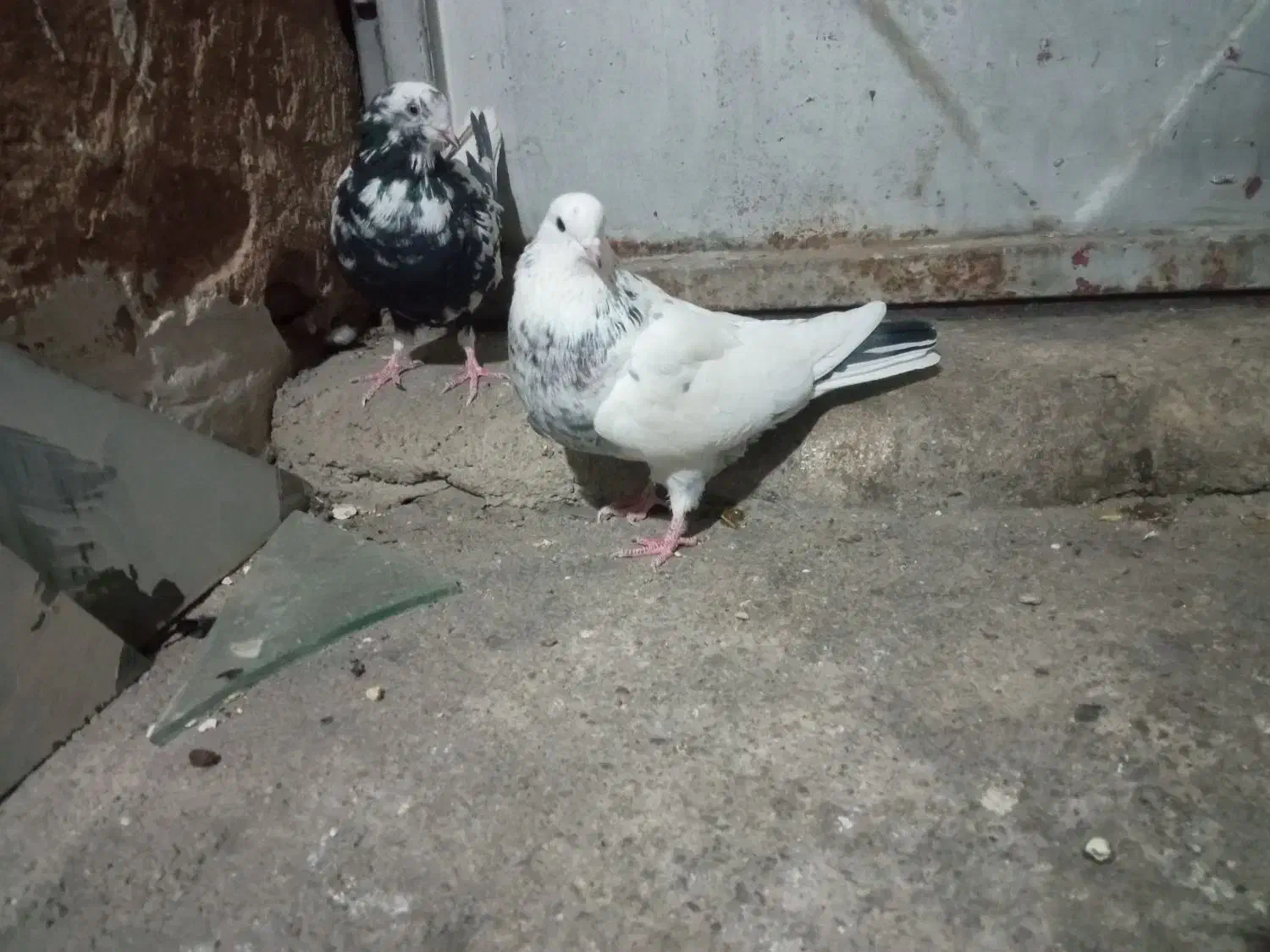 کبوتر|پرنده|بابا حیدر, |دیوار