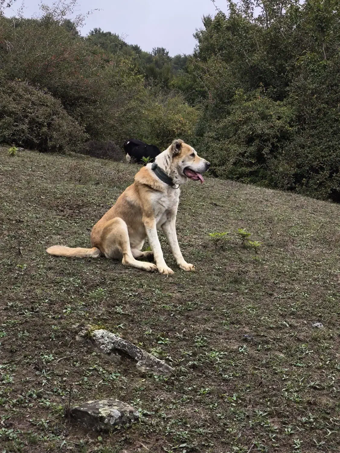 سگ نگهبان تضمینی|سگ|مرزنآباد, |دیوار