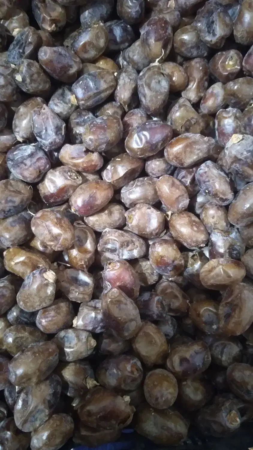 خرما گنطار درجه یک|خوردنی و آشامیدنی|اهواز, اسماعیلیه|دیوار