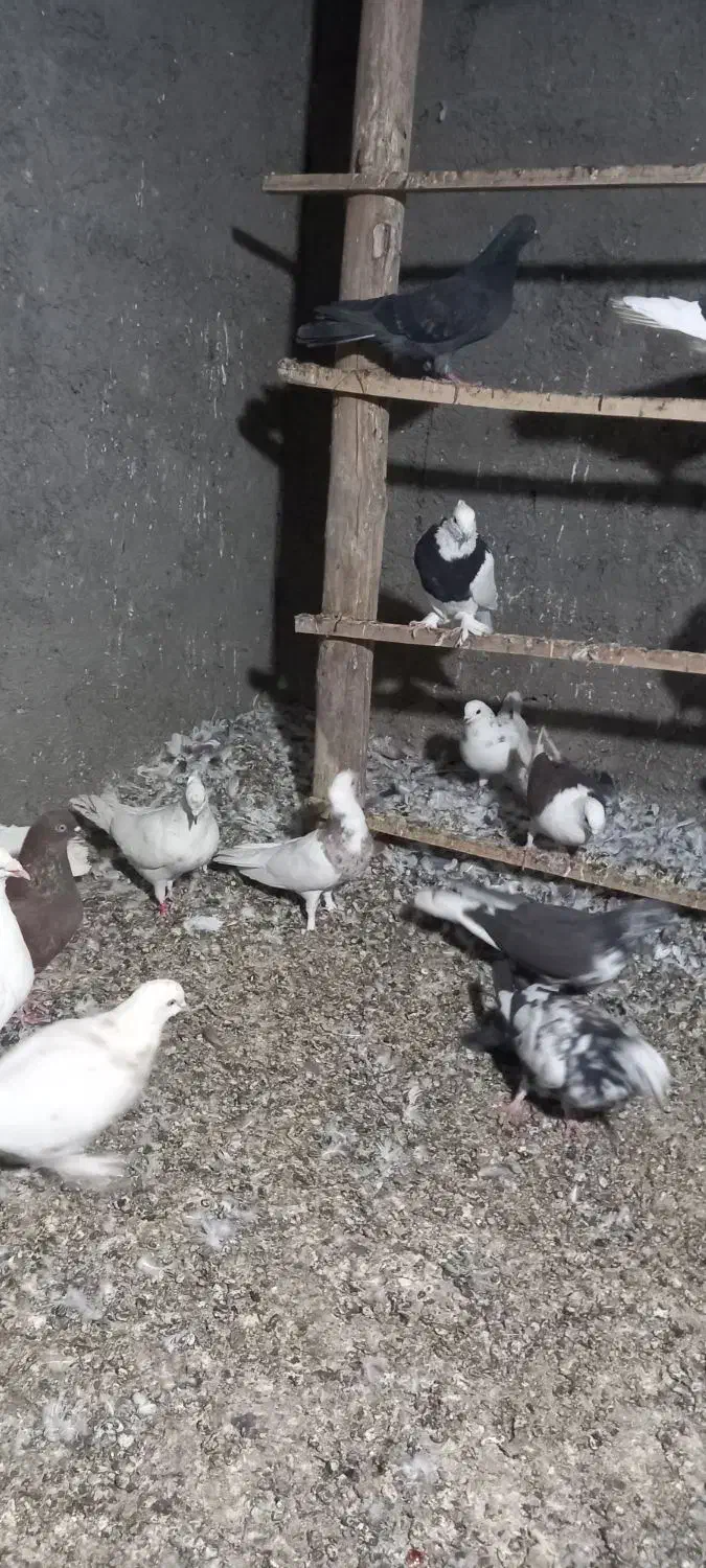 کبوتر کفتر طوقی سرور آبادانی|پرنده|کهک, |دیوار