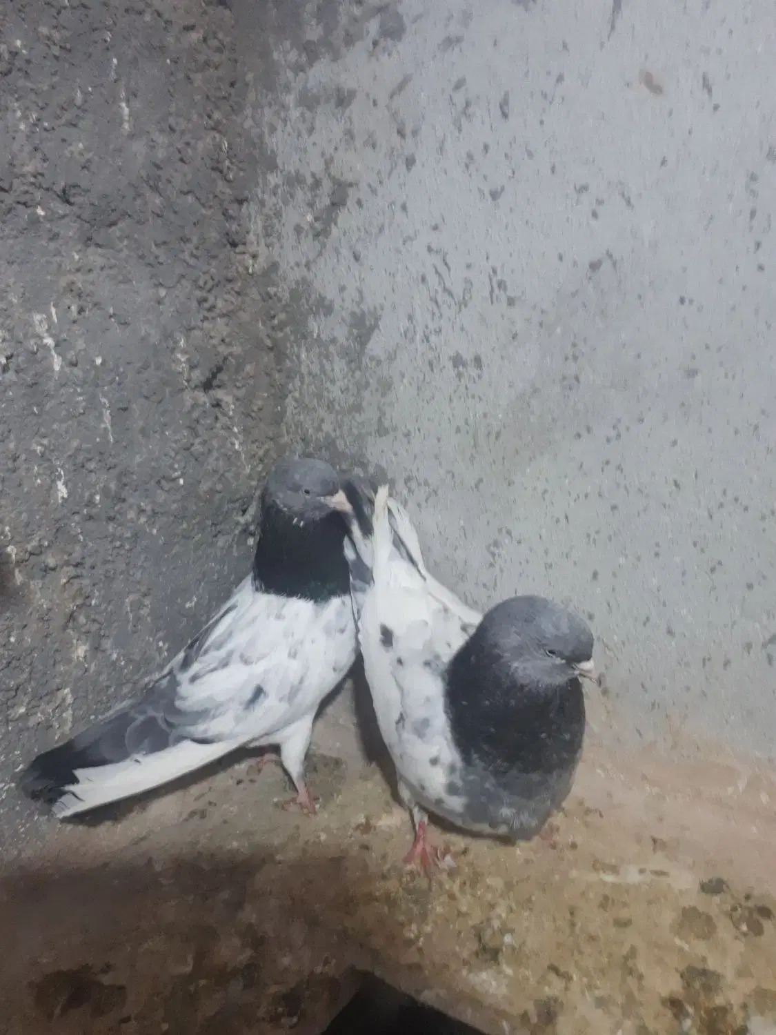 کفتر|پرنده|اراک, |دیوار
