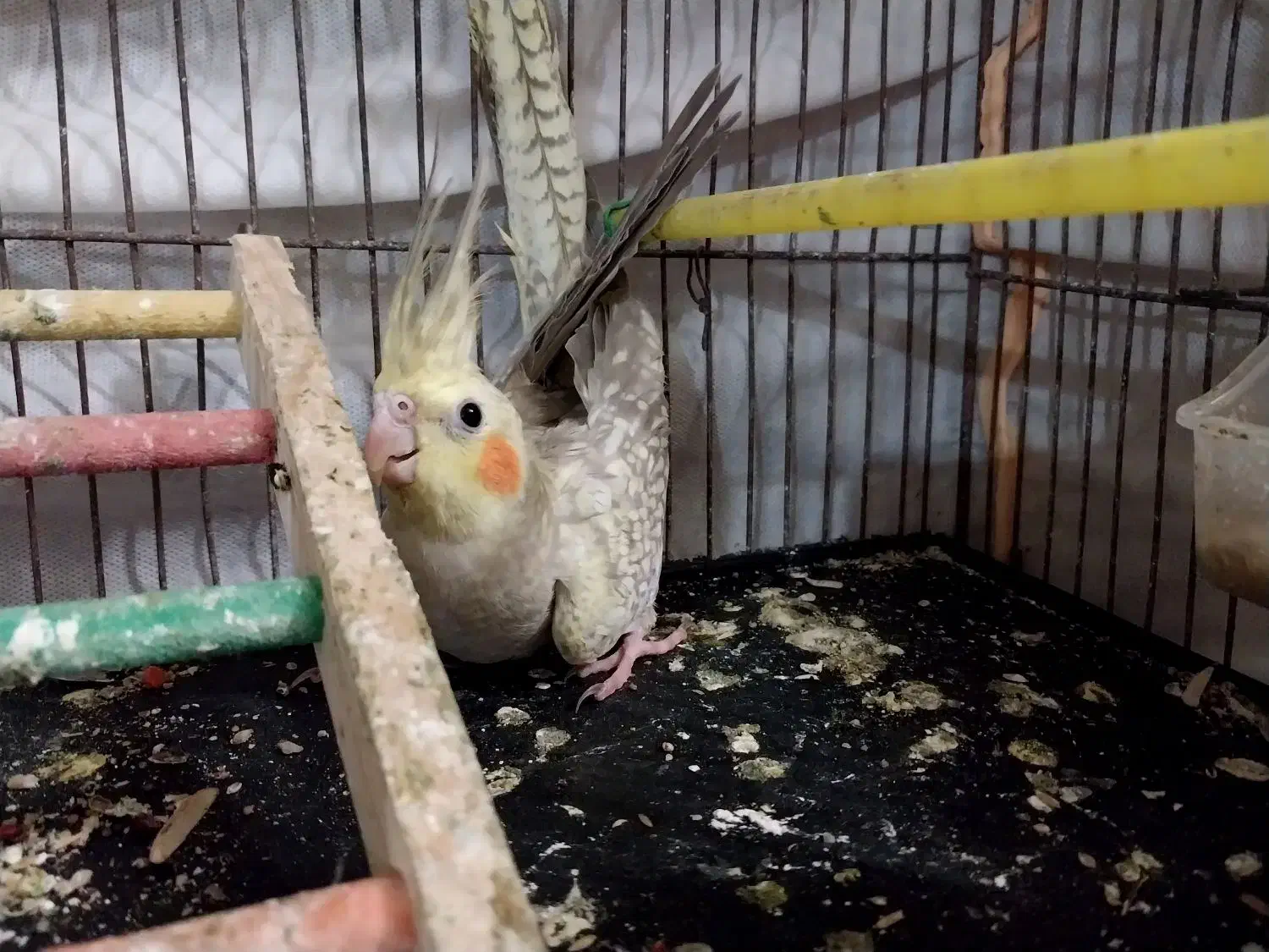 ۳ عروس هلندی جوان سالم دونه ای ۸۰۰|پرنده|گرگان, |دیوار