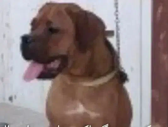 سگ باکسر|سگ|کشکوئیه, |دیوار