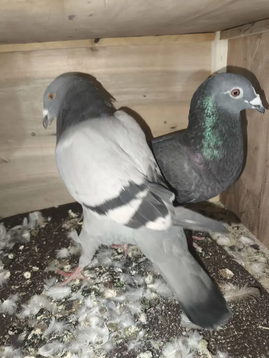 کفتر شهرستانی|پرنده|چهاردانگه (تهران), |دیوار