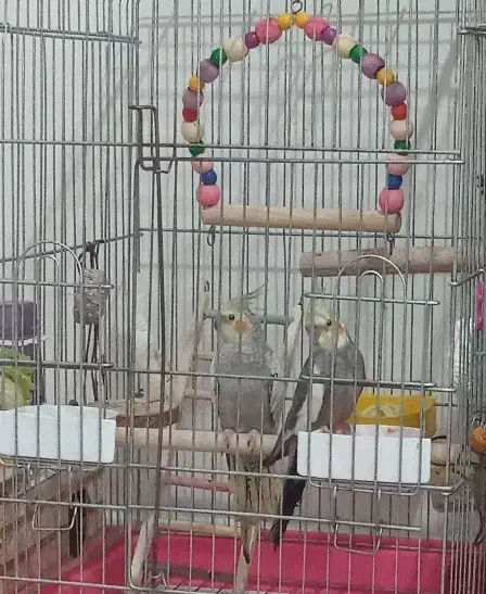 قفس پرنده|لوازم جانبی حیوانات|اندیشه, اندیشه فاز ۵|دیوار