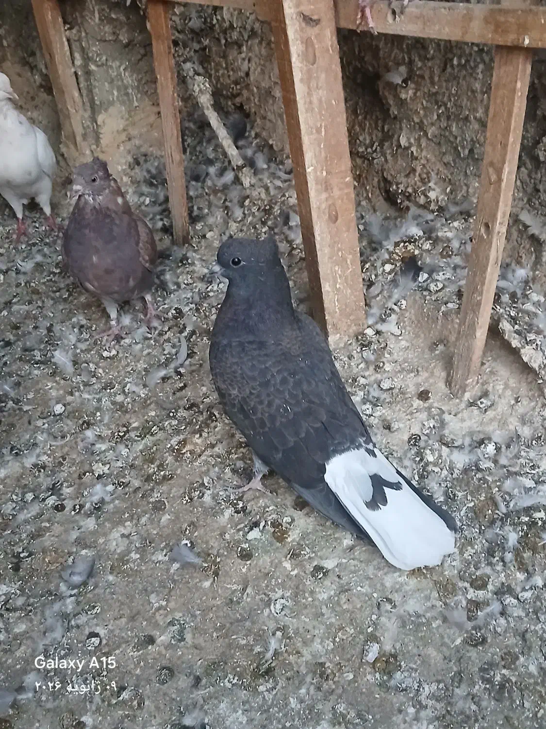 کفتر جوجه|حیوانات|اصفهان, احمدآباد|دیوار