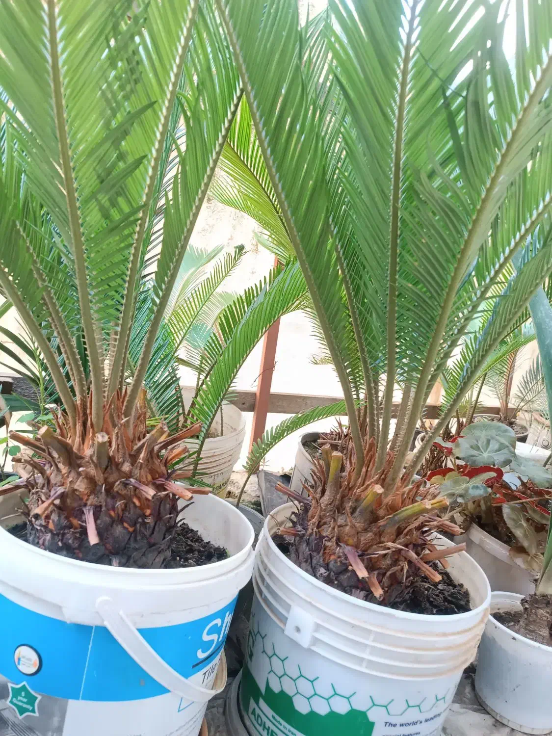 سیکاس|گل و گیاه طبیعی|رشت, یخسازی|دیوار