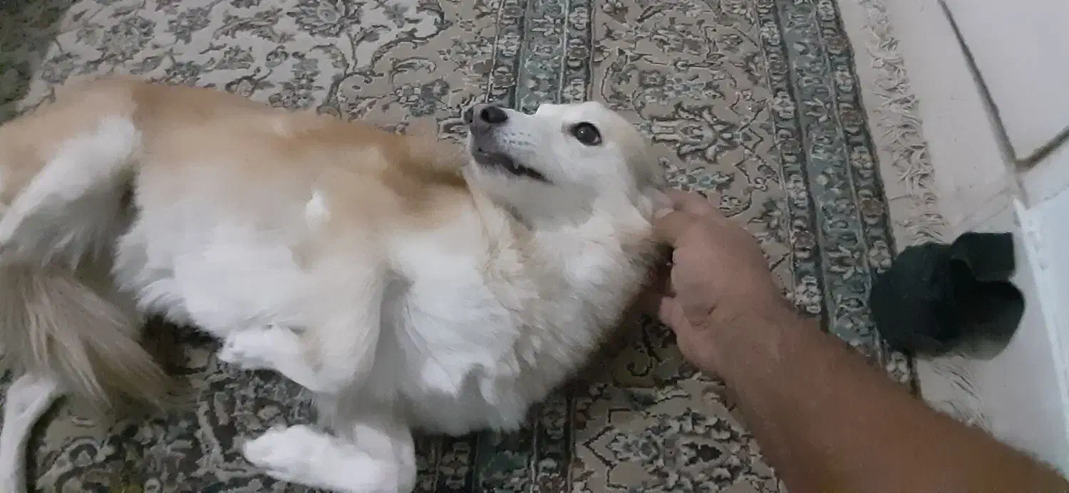 واگزاری سگ رایگان|سگ|کرج, گلشهر|دیوار