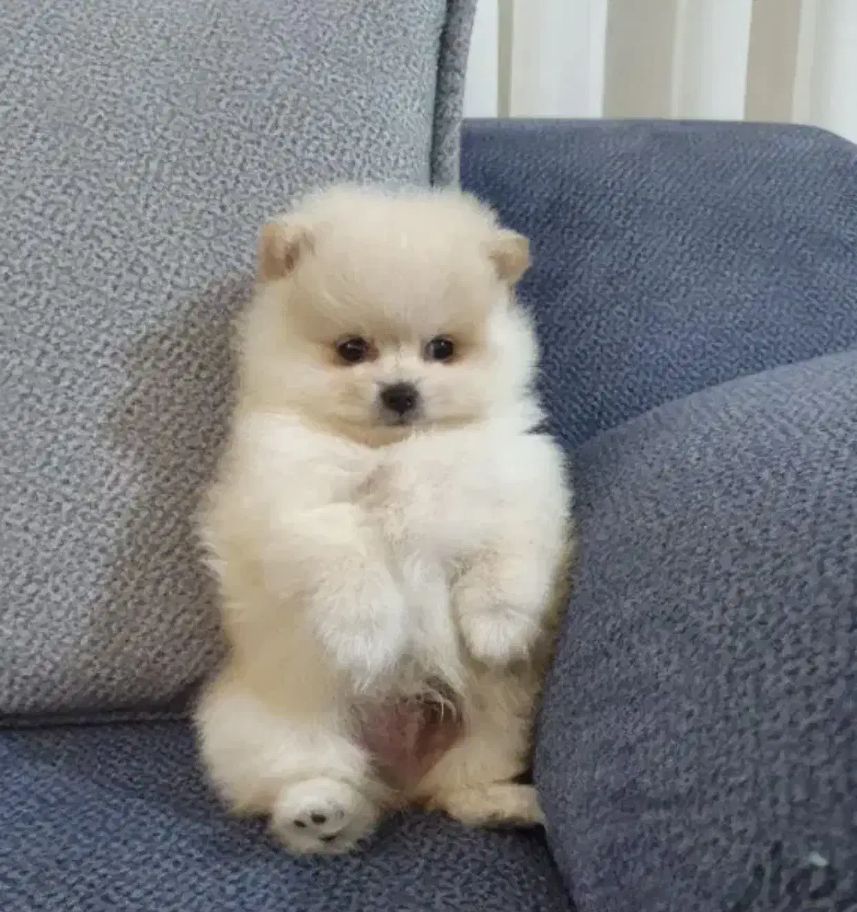 سگ پامرانین خرسی|سگ|مرودشت, بیست متری بیمارستان|دیوار