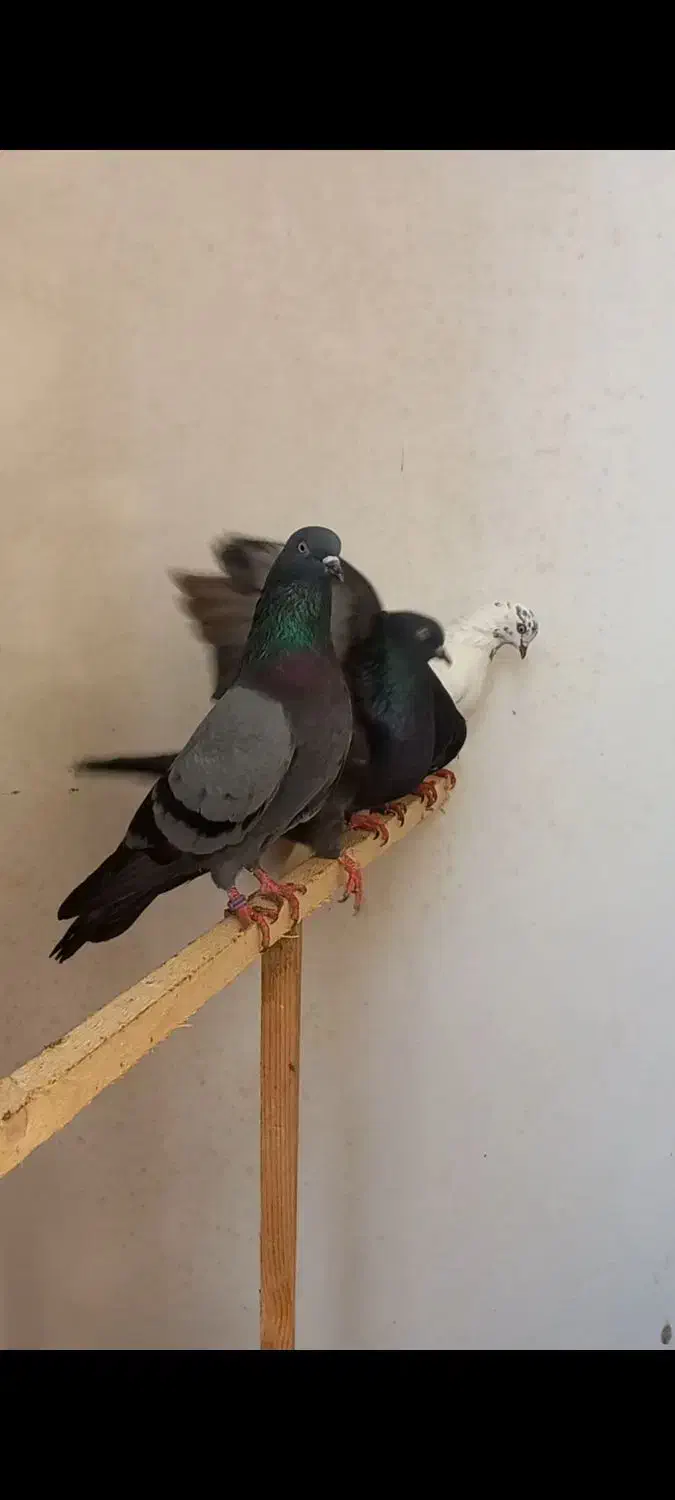 کبوتر ماده کله دم سبز|پرنده|رشت, فرزانه|دیوار