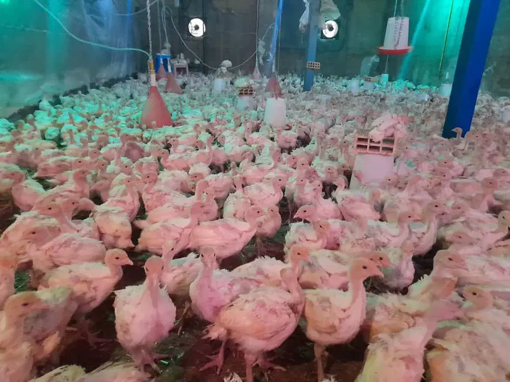 گوشتی بوقلمون پرواری|حیوانات مزرعه|کرمان, |دیوار