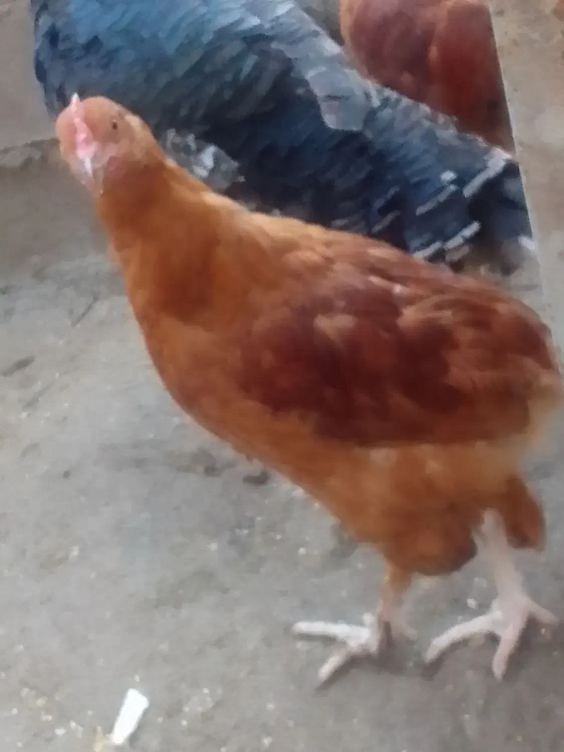 خروس محلی|حیوانات مزرعه|زیرآب, |دیوار