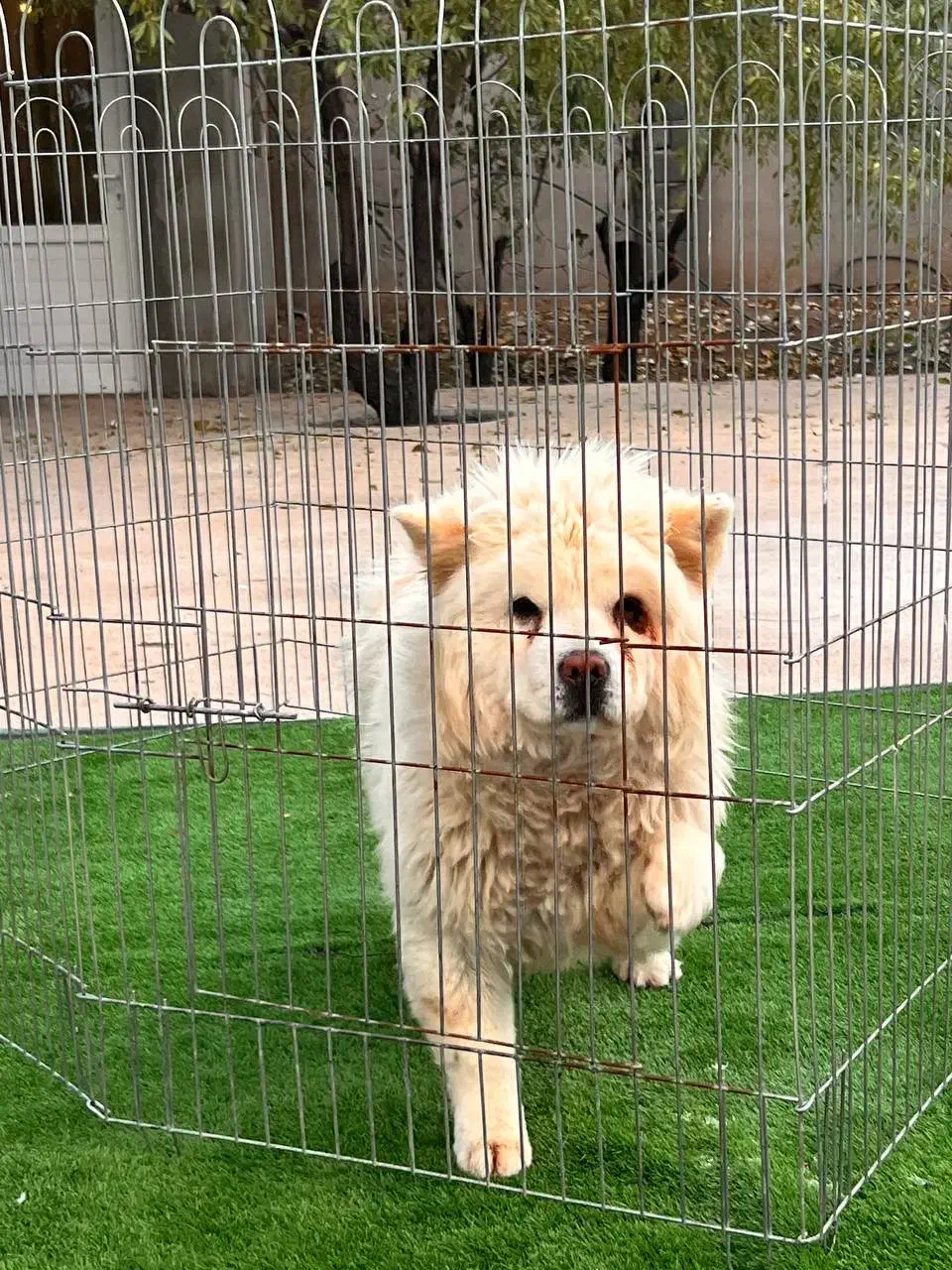 سگ چاوچاو|سگ|زرندیه, |دیوار