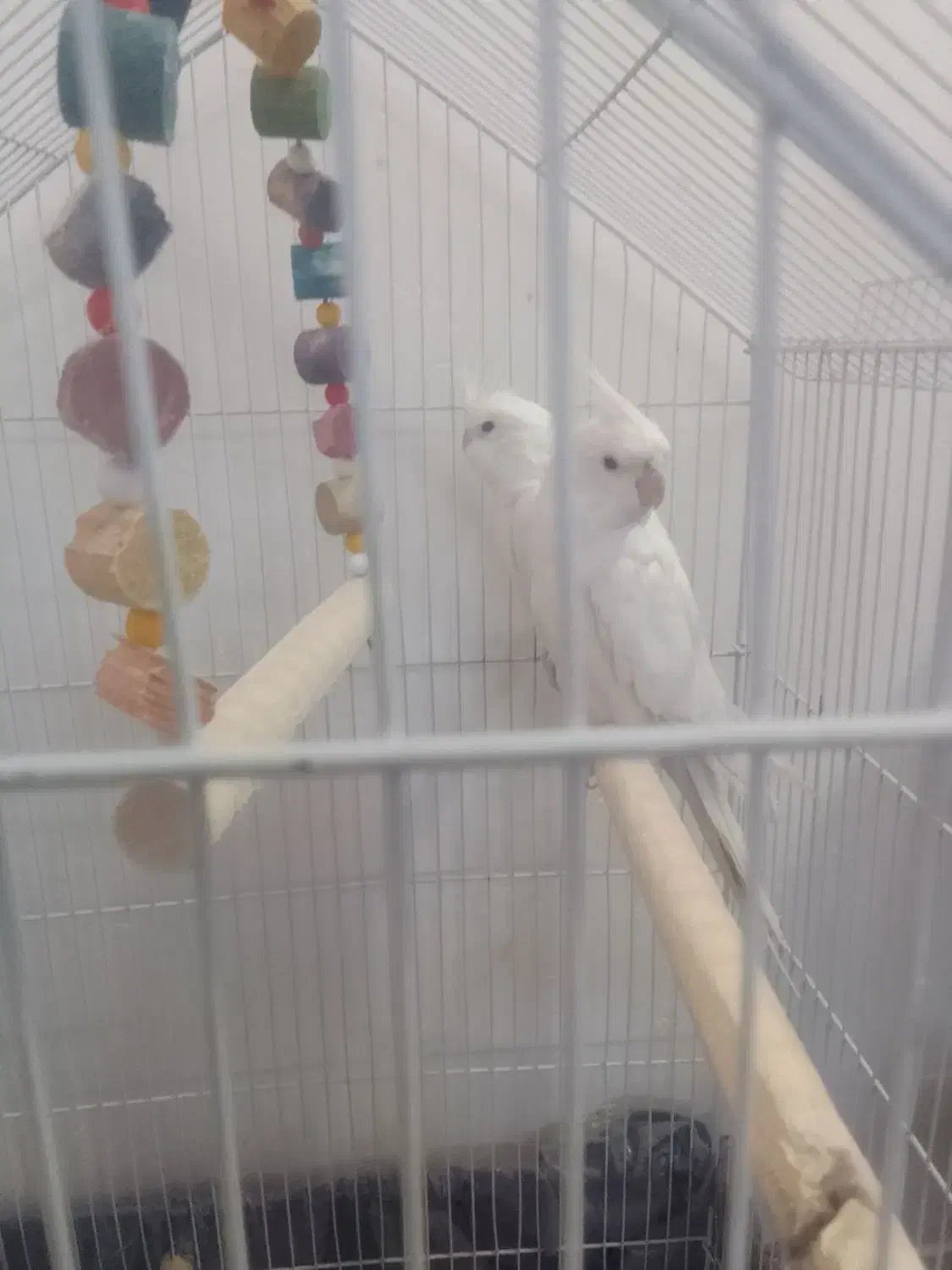 عروس هلندی مولد|پرنده|بم, |دیوار