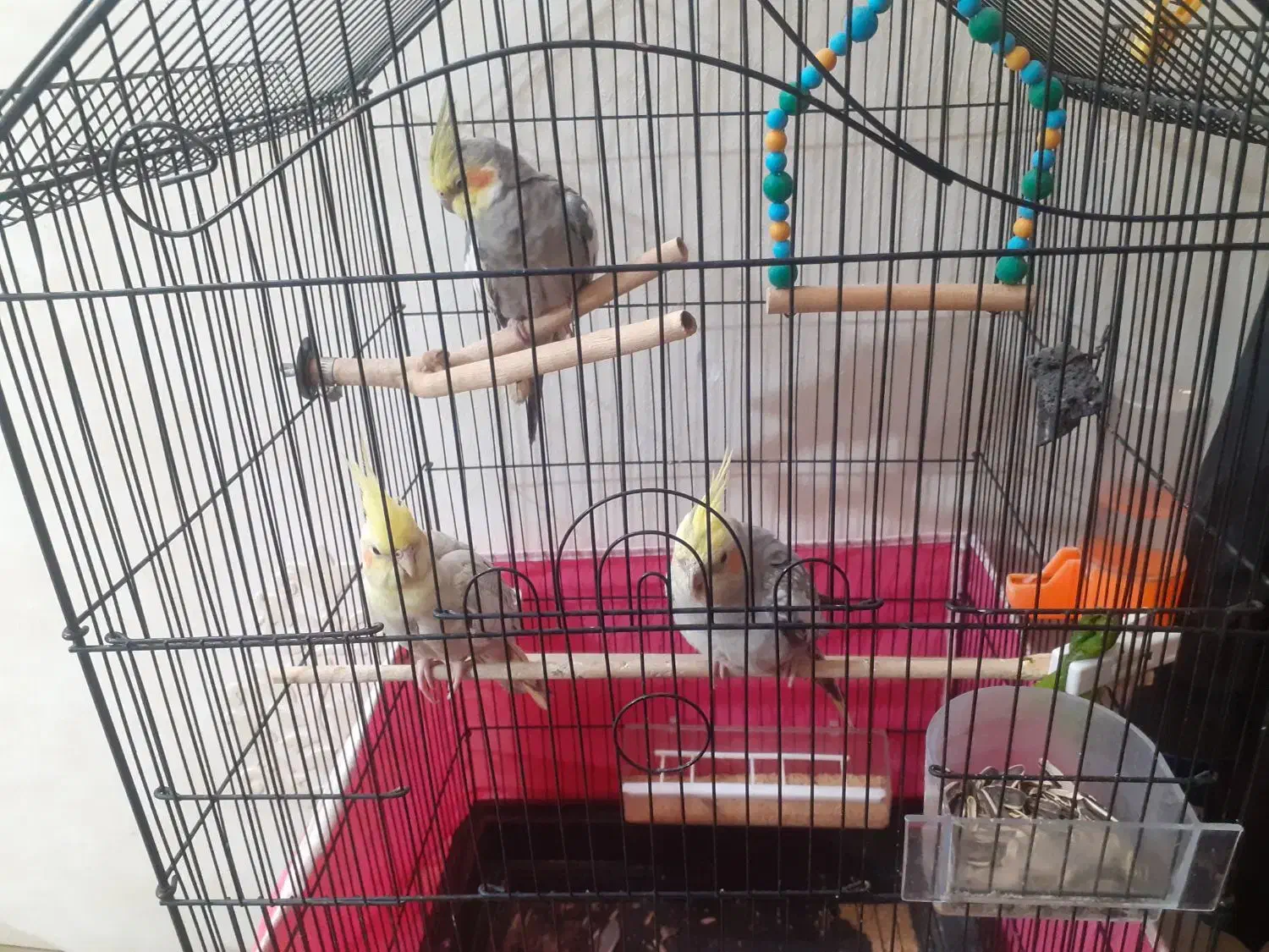 عروس هلندی|پرنده|اصفهان, پزوه|دیوار