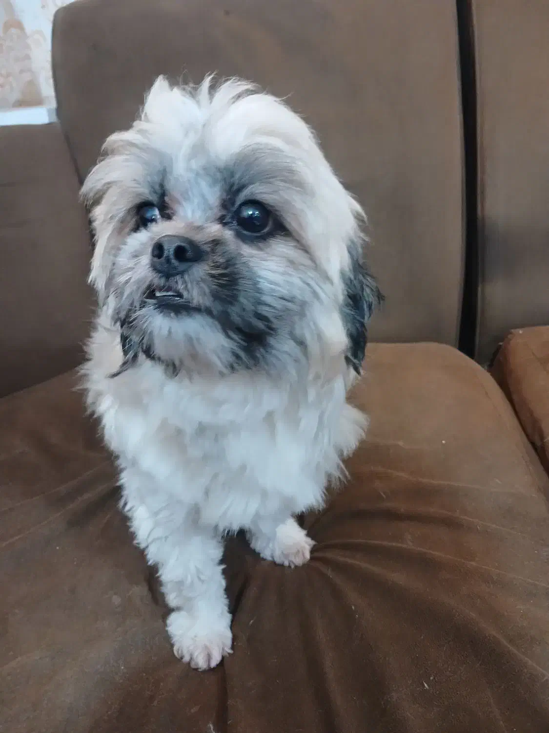 سگ نژاد شیدزو فلت|سگ|اهواز, منبع اب|دیوار