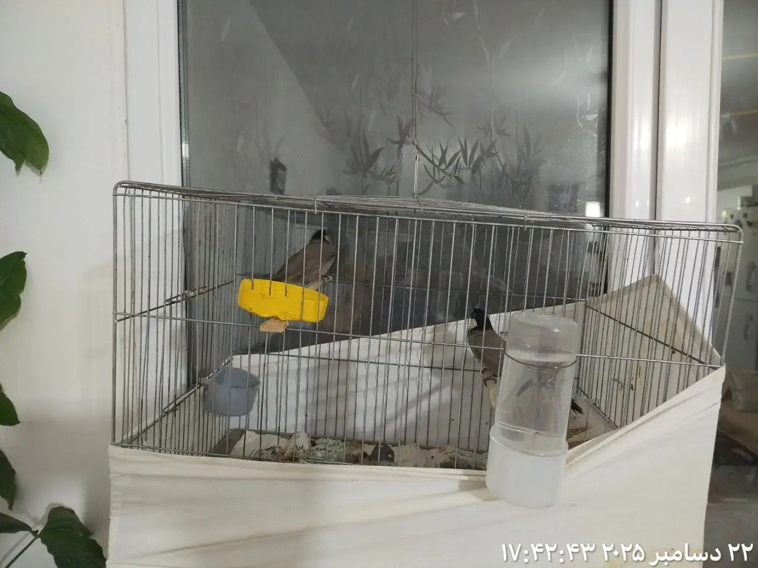 سره اهوازی|پرنده|پاکدشت, شهرک امام رضا|دیوار