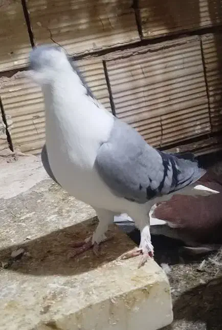 خال و ساده پاک|پرنده|مشهد, کشف|دیوار