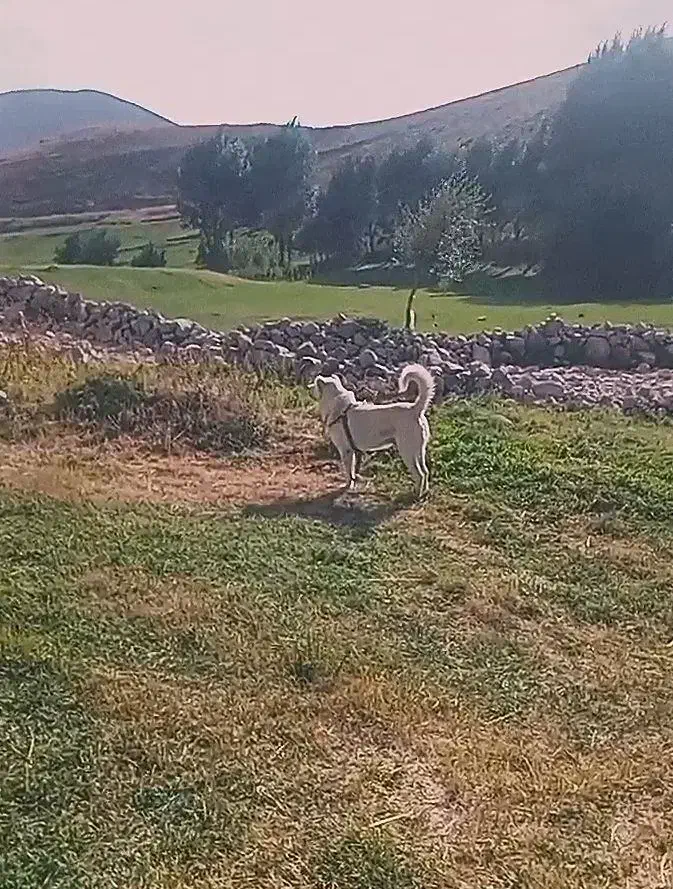 طوله سرابی|سگ|تبریز, |دیوار