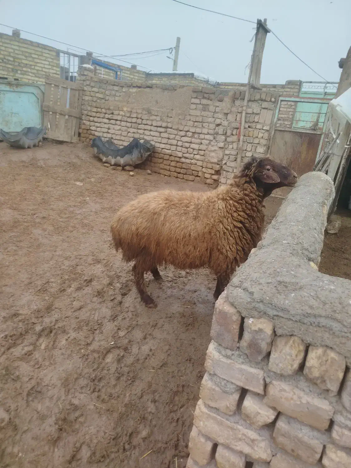 قوچ هترو|حیوانات مزرعه|بشاریات, |دیوار